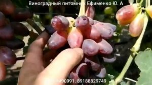 Виноград  Днепровский Сувенир