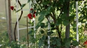 Плетистые розы в саду: римоза, дон жуан, скарлет, барок