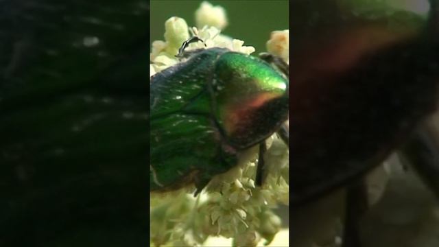 Золоти́стая бронзо́вка, или бронзо́вка обыкнове́нная (лат. Cetonia aurata)