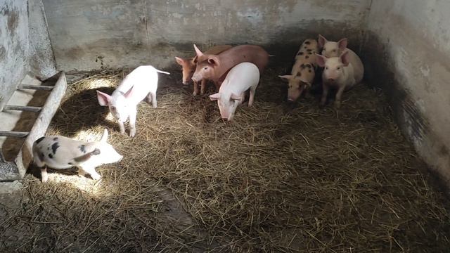 Первый опорос моей свинки ☺ смотреть онлайн