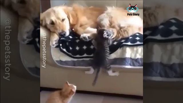 Кот, пёс и их друзья! смотреть онлайн