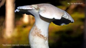 Трутовик овечий (Albatrellus ovinus)