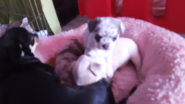 чужих детей не бывает Жасмин кормит не своих малышей, питомник чихуахуа Кастропуло Крым Симферополь смотреть онлайн