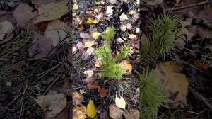 меняю дачу на лес, работы меньше, а покоя больше.