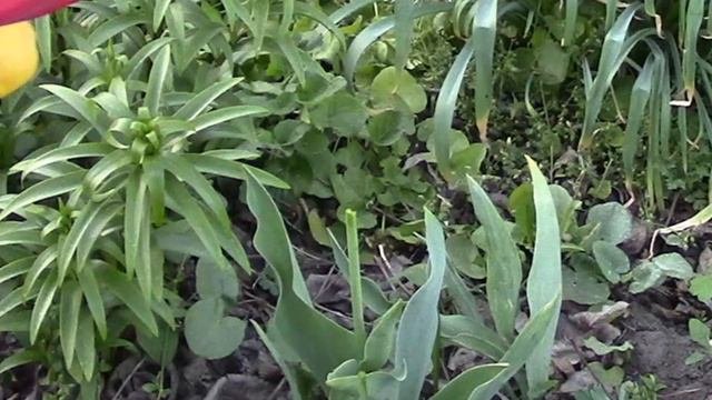 Тюльпаны.  Что делать с тюльпанами после отцветания?