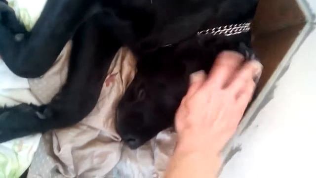 Первые роды лабрадора