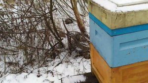 Стоит ли обрабатывать пчёл от клеща в зиму. Предварительный результат