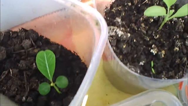 Обзор рассады и саженцев на передержке смотреть онлайн