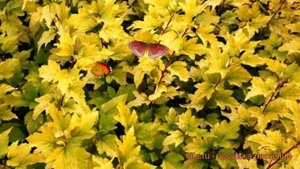 Пузыреплодник калинолистный Энжел Голд ? обзор: как сажать, саженцы пузыреплодника Энжел Голд