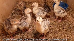 Чем кормить индюшат?