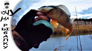 Классно закрылся на микро речке! Рыбалка на спиннинг. ловля щуки и окуня. 17.10.2019