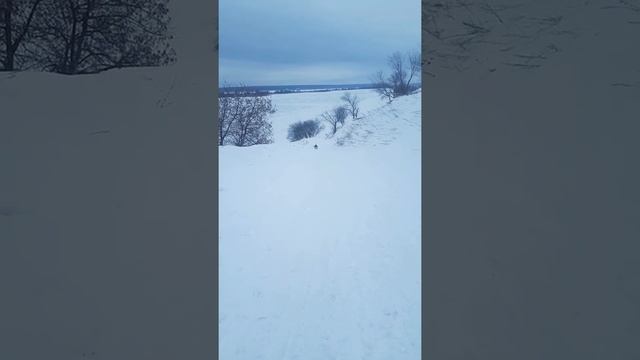 Доступная ежедневная тренировка питбуля.