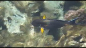 Sharm el Sheih Domina Coral Bay Пляж отеля Домина шарм эль шейх