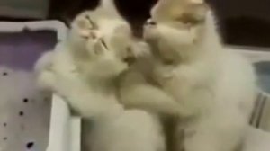 Кот делает массаж кошке.