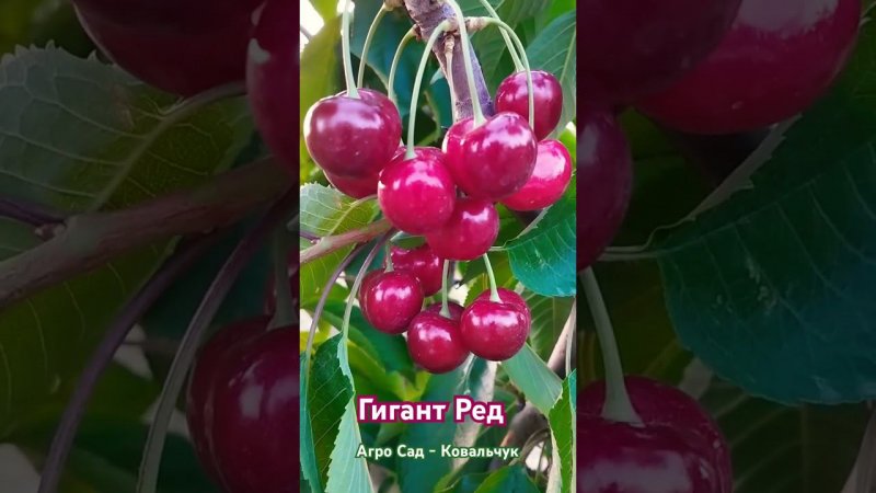 Черешня Гигант Ред (Giant Red)