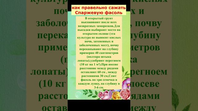 Как правильно сажать Спаржевую фасоль!