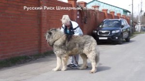 Продажа щенков, кавказская овчарка, две девочки 40 дней. www.r-risk.ru +79262205603 Татьяна Ягодкин