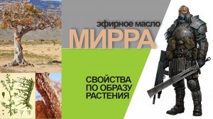 Свойства эфирного масла Мирры по образу растения