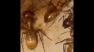 Как рождаются муравьи? Размножение муравьёв / How are ants born? Ants breeding