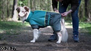 Как надеть комбинезон на собаку за 60 сек