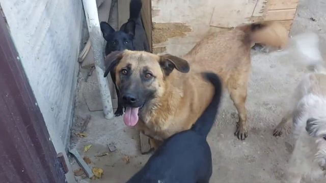 Приюту для бездомных нужна любая помощь #приютдлясобак  #dogsshelter