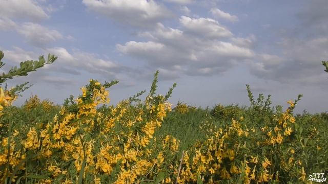 Расслабляющее пение сверчка и жужжание пчёл на цветущей поляне | Звуки природы | Звуки для сна | Со смотреть онлайн