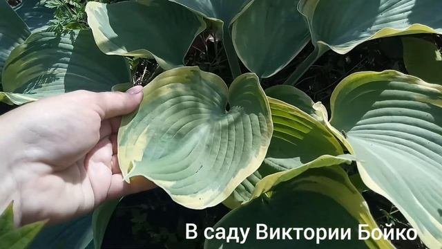 Хосты Blue Angel,  Earth Angel
