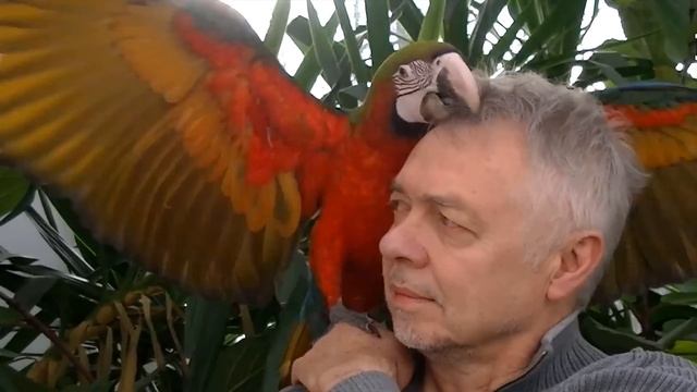 8 Most Beautiful Macaws on Planet Earth смотреть онлайн