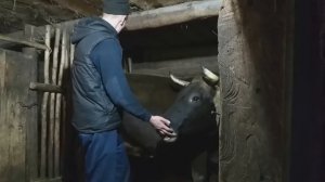 СКОЛЬКО МОЖНО ЗАРАБОТАТЬ НА МОЛОКЕ!?Молочный бизнес,как найти сбыт...