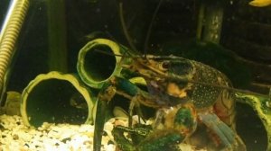 Продолжает ухаживать и вентилировать икру. Рак в аквариуме