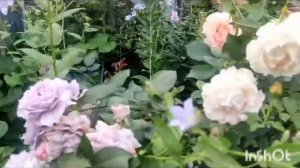 Сад на севере Подмосковья июль 2023