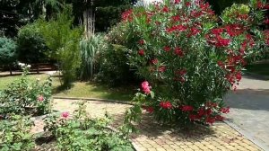 Олеандр.Красивый кустарник.