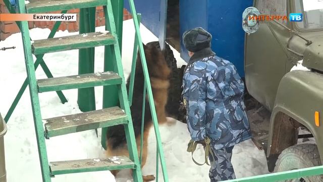 Служебные собаки 27 03 18 смотреть онлайн