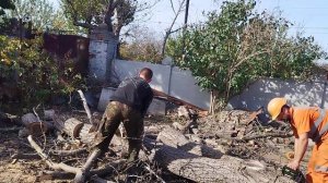Бензопила штиль 361 против китайца Прокрафт 52 т пилим орех