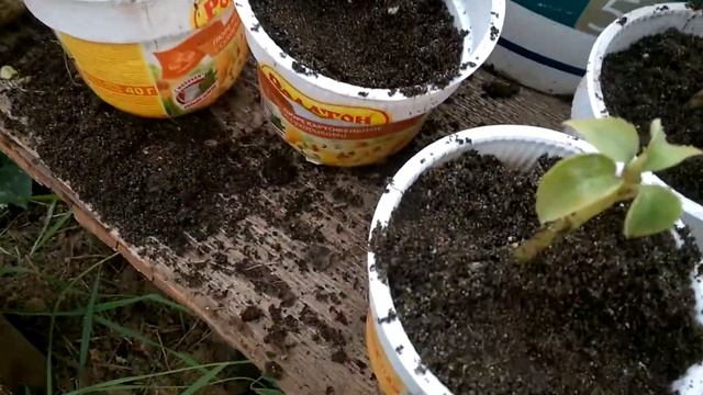 Ванька мокрый или как рассадить запущенный бальзамин. смотреть онлайн