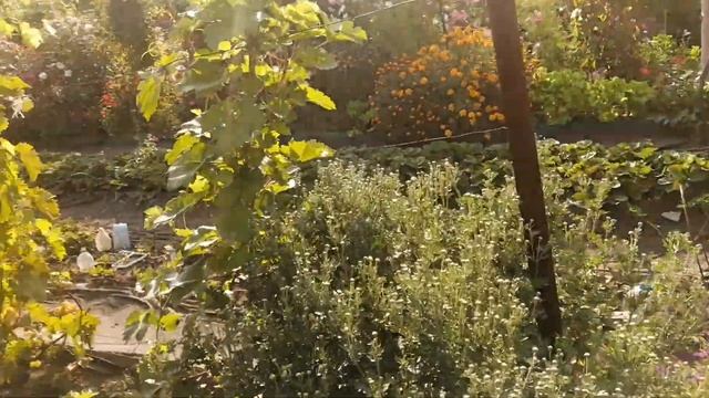 Технические сорта винограда в Сибири. Замер на сахар. смотреть онлайн