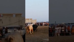 Бой быков.Фуджейра