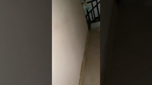 Новые игрушки Джейки!😱🐶 смотреть онлайн