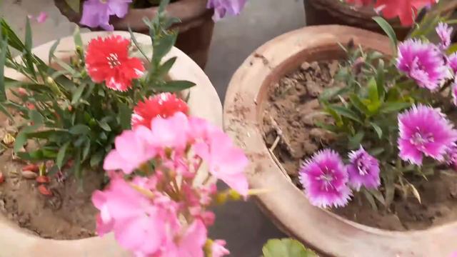 Geranium plant care #winterflower #plantslover #video number 278 ❤ смотреть онлайн