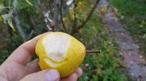 ГРУША на РЯБИНЕ - 3-ий год УРОЖАЙ ДАЕТ! ТопСад