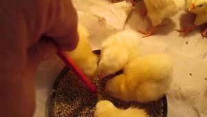 Выращивание цыплят Адлеровская Серебристая и бройлеров  КОББ 38  в домашних условиях.