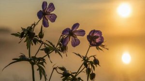 Эдвард Григ. "Утро" из музыки к пьесе Ибсена "Пер Гюнт"