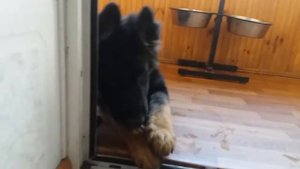 АББИ И ЛАКОМСТВО. Щенок немецкой овчарки! Вкусно! GSD PUPPY AND TAYSTY STICK!
