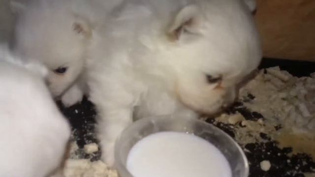 Щенкам шпица 25 дней прикорм Spitz puppies from kennel / white pomeranian available for sale