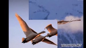 ТОП 10 САМЫХ БОЛЬШИХ ЛЕТАЮЩИХ ПТИЦ В МИРЕ НАЗВАНИЕ ПТИЦ В ОПИСАНИИ