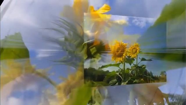 Солнышки подсолнушки смотреть онлайн
