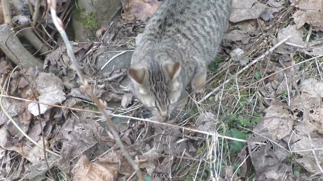 Про спиленный клен и ревность кошек. смотреть онлайн