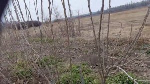Обрезка и формировка золотистой смородины на шпалеру