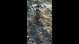 Это утка которая меня не испугалась.