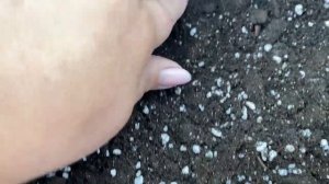 Посадка тюльпанов в горшки осенью и немного про розы!